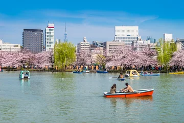 Photo sur Aluminium brossé Tokyo 桜が満開の上野恩賜公園のボート池 / Scenery of "Shinobazu Pond" in Ueno Park where the cherry blossoms are in full bloom. Taito, Tokyo, Japan.
