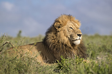 Lion