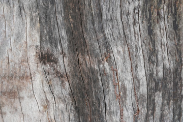 Naklejka premium Bark surface of a tree.
