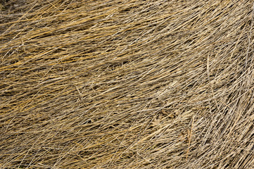 Lying dry grass background. Dry grass lying in a continuous layer.