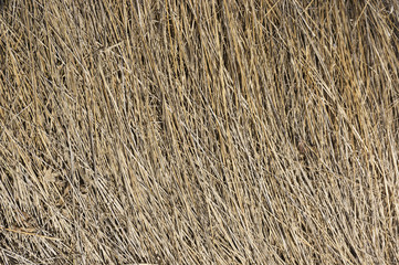 Dry grass background. Dry grass lying in a continuous layer.