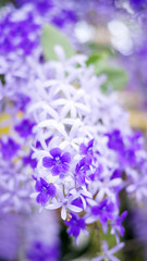 Fototapeta na wymiar Purple Wreath, Sandpaper Vine, Queen's Wreath flower in the garden, soft focus