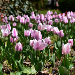 fresh and beautiful purple tulips on spring in Turkey
