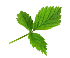 raspberry leaf isolated on white background