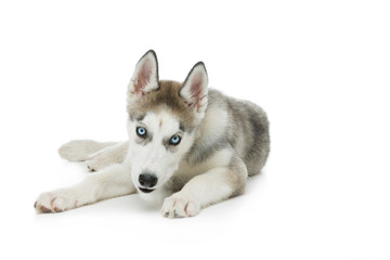 Cute husky puppy dog