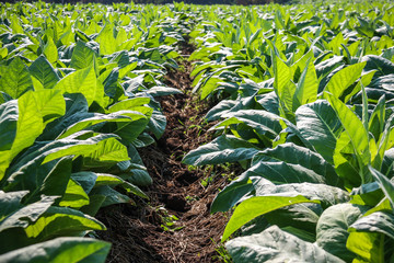 Tobacco plantation in Thailand