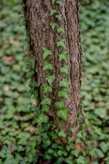Ivy on the tree