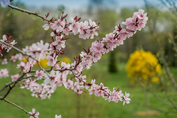 Spring flowers on trees