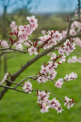 Spring flowers on trees