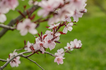 Spring flowers on trees