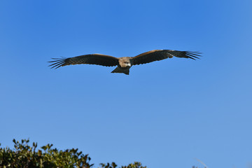 Obraz premium トンビの飛翔