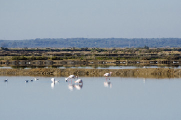 Odiel marshes in Huelva