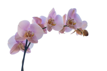 Naklejka na ściany i meble Orquídeas rosas adorno floral mindfullness