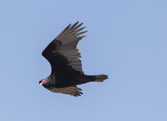 Vulture soaring