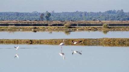 Odiel marshes in Huelva