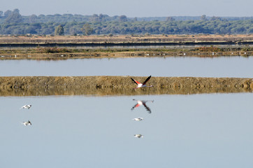 Odiel marshes in Huelva
