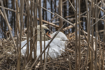 Female Swan on Nest
