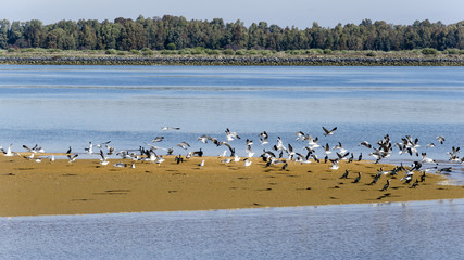 Odiel marshes in Huelva