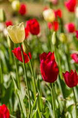 Tulip flowers grown in a garden.
