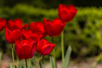 Tulip flowers grown in a garden.