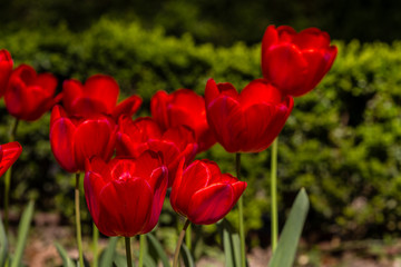 Obraz premium Tulip flowers grown in a garden.
