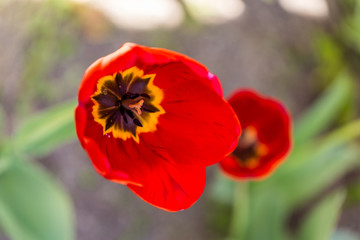 Fototapeta premium Tulip flowers grown in a garden.
