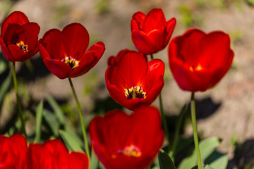 Tulip flowers grown in a garden.