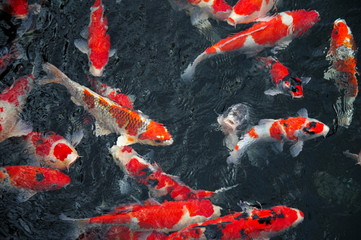 Fototapeta na wymiar Japanese red orange white carp in water