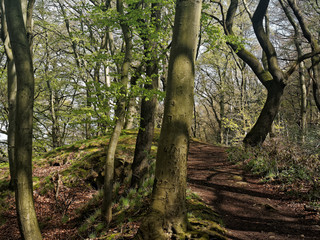A small hiking trail through the forest in spring landscape
