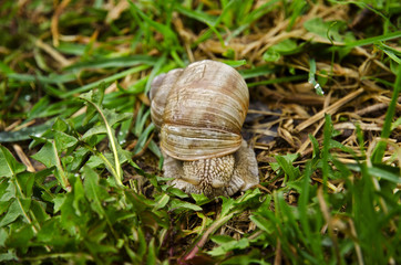 Closeup view of a snail with dandelion leaves and grass in the garden on a spring day after rain