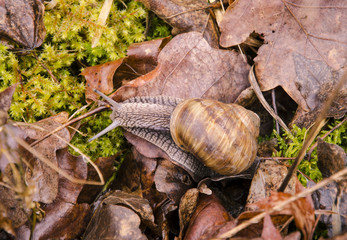 Closeup view of a snail with dry leaves, moss and grass in the garden on a spring day after rain