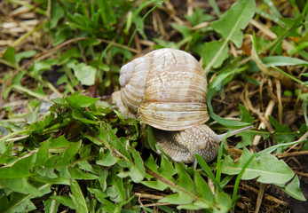 Closeup view of a snail with dandelion leaves and grass in the garden on a spring day after rain