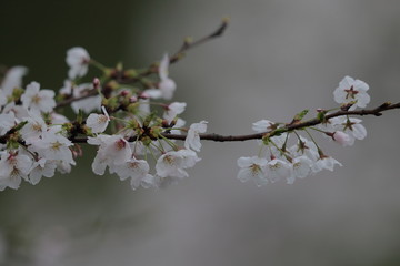 雨中の桜