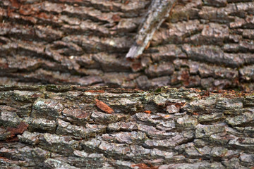 Tiefenschärfe Baumrinde