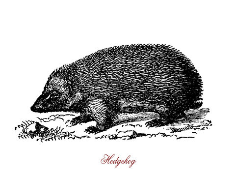 A spiny mammals of the subfamily Erinaceinae. Hedgehogs are omnivorous. They feed on insects, snails, frogs and toads, snakes, bird eggs, carrion, mushrooms, grass roots