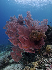  Red Sea Fan, Roter Riesen-Knotenfächer (Melithaea ochracea)