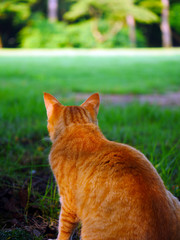 茶色の猫の後ろ姿