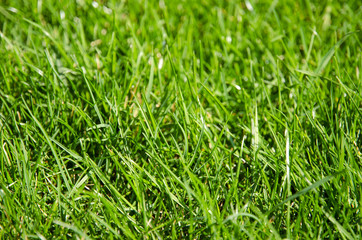 Closeup view of grass on the golf course with the detail of the individual stalks and blur sunny day