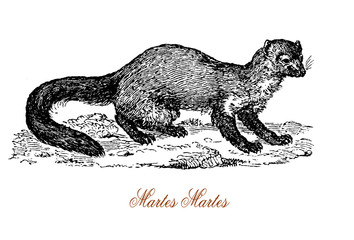 Obraz premium The European pine marten (Martes martes) is an animal native to Northern Europe belonging to the mustelid family, which also includes mink, otter, badger, wolverine and weasel.