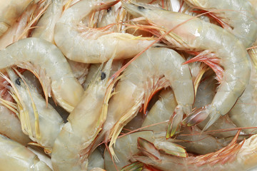 fresh Sea shrimp tropical in Thailand.