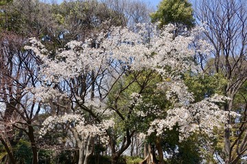 上野公園の桜
