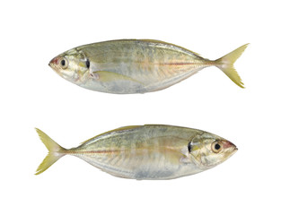 Bigeye trevally or Dusky jack or Great trevally sea fish isolated on white background.