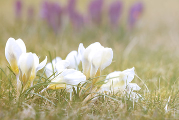 Crocus flower in the grass. Pretty crocus under the bright sun in spring time