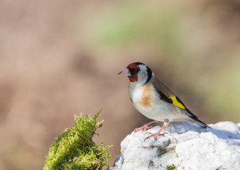 Le chardonneret élégant