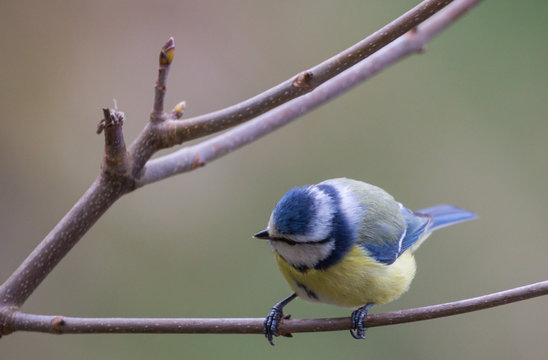m&eacute;sange bleue