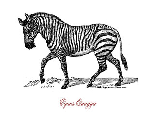 The plains zebra (Equus quagga) is the most common and geographically widespread species of zebra. from the south of Ethiopia through East Africa to as far south as Botswana and eastern South Africa.