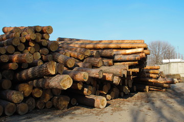 Stack of construction raw timber in sawmill yard