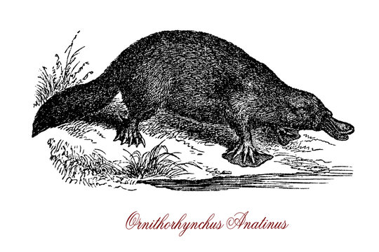 The platypus (Ornithorhynchus anatinus) is a semiaquatic egg-laying mammal endemic to eastern Australia, including Tasmania. 