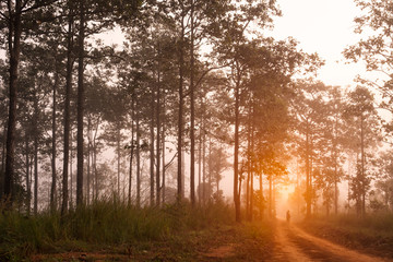 Man alone and tree in forest at sunrise.