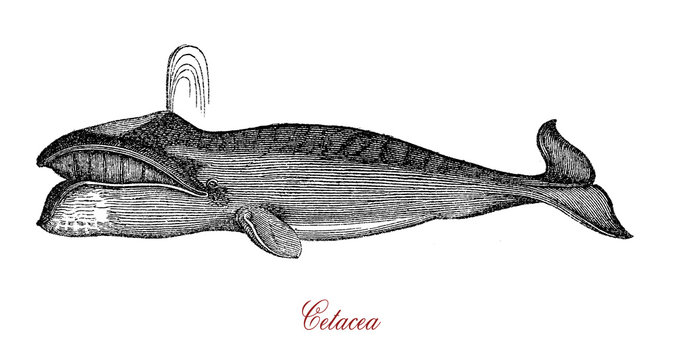 Cetacea are a widely distributed and diverse clade of aquatic mammals that consists of whales, dolphins, and porpoises. Cetaceans are carnivorous and finned.